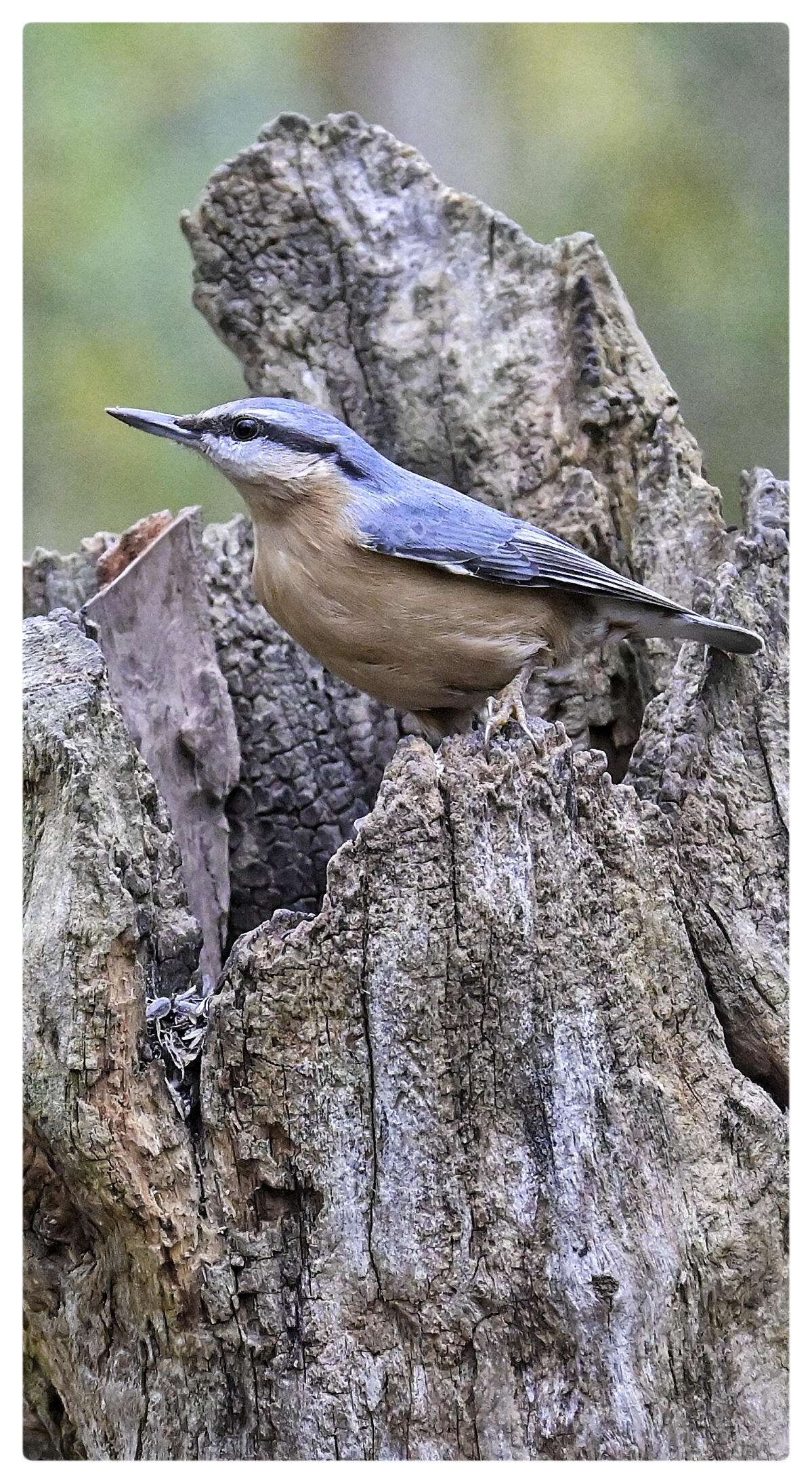 Sitta europaea